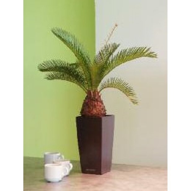 Supporting image for Cycus Palm in Black Maxi Pot
