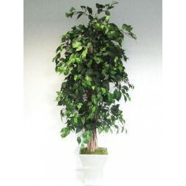 Supporting image for Natural Stemmed Green Ficus Liana