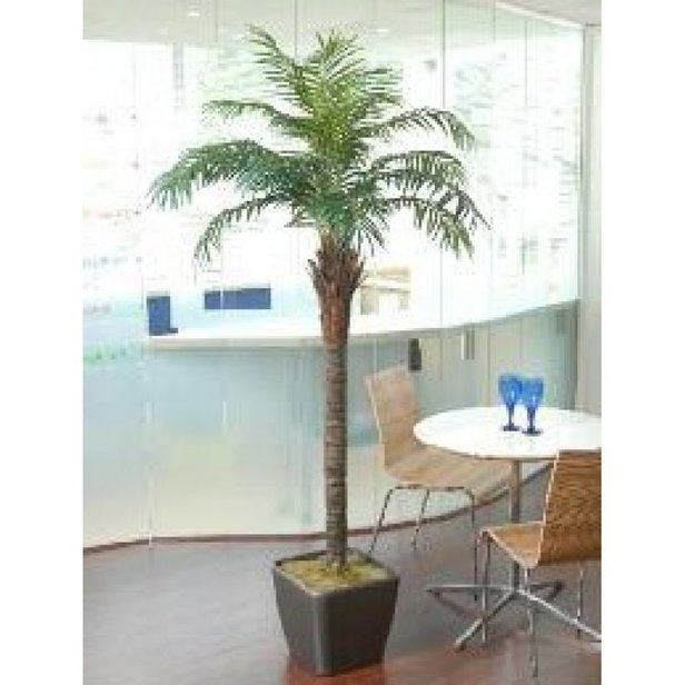 Supporting image for Phoenix Palm